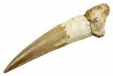 Fossil Spinosaurus Tooth - Excellent Preservation #380972-1